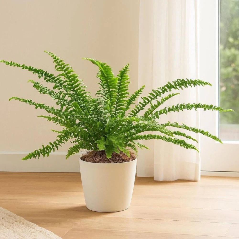 Boston Fern