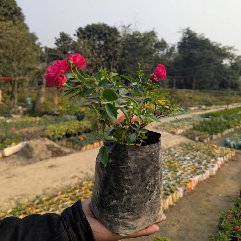 Hazari Rose Plant Indian