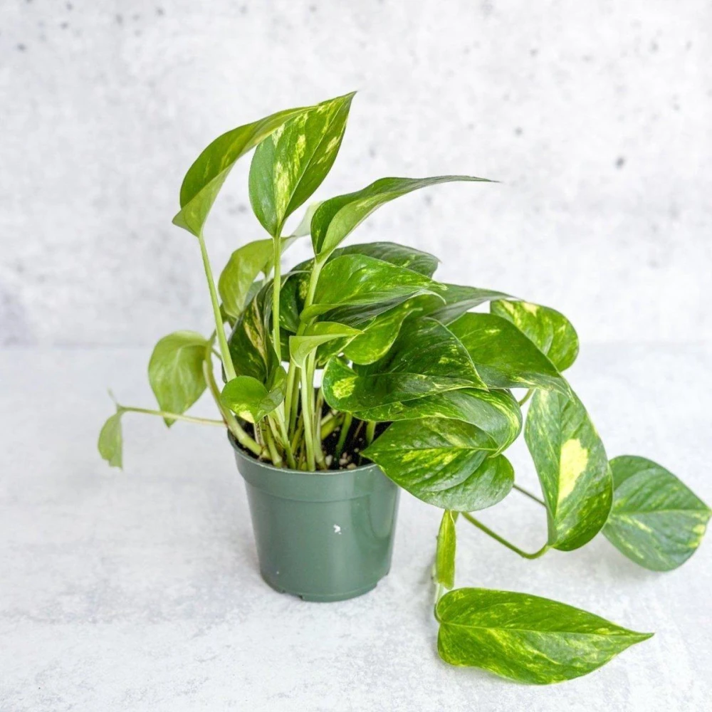 Money Plant