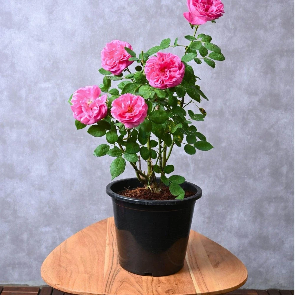 Pink Rose Plant