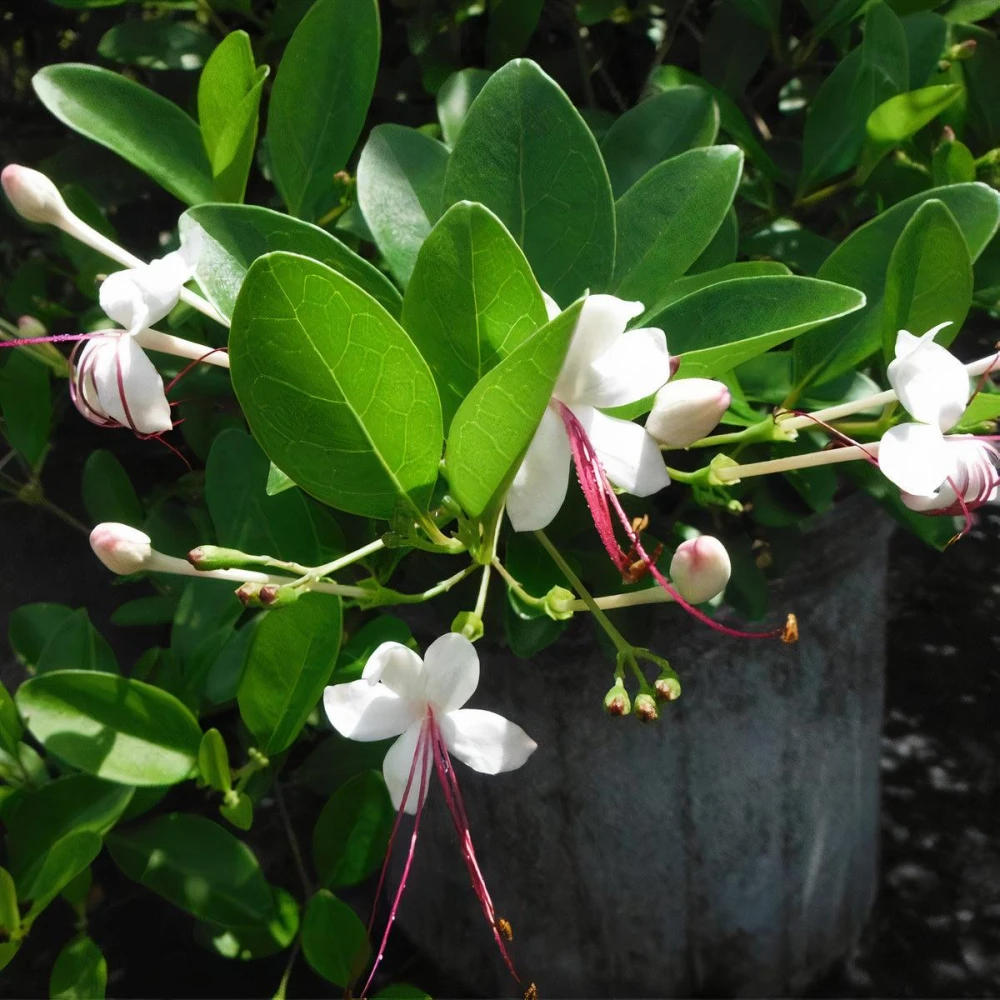 Puttolika Plants