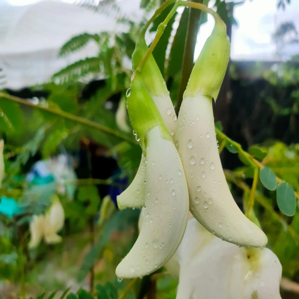 Sesbania-Bokful Flower Plant