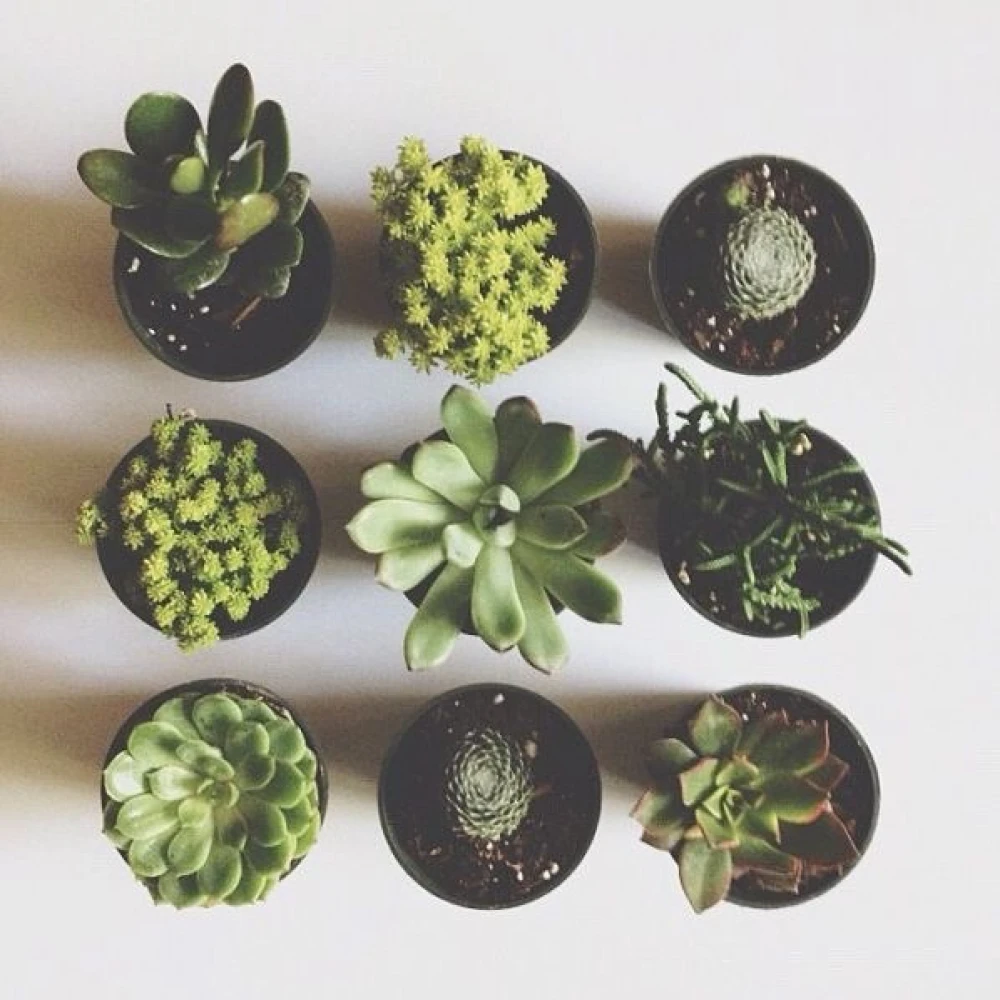 Succulent With Tiny Black Ceramic Pot