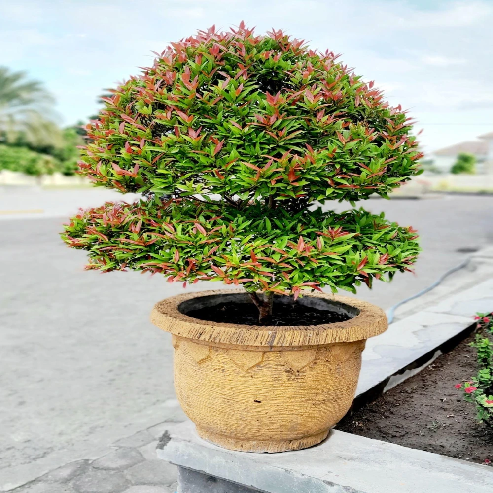 Syzygium Tree Plant