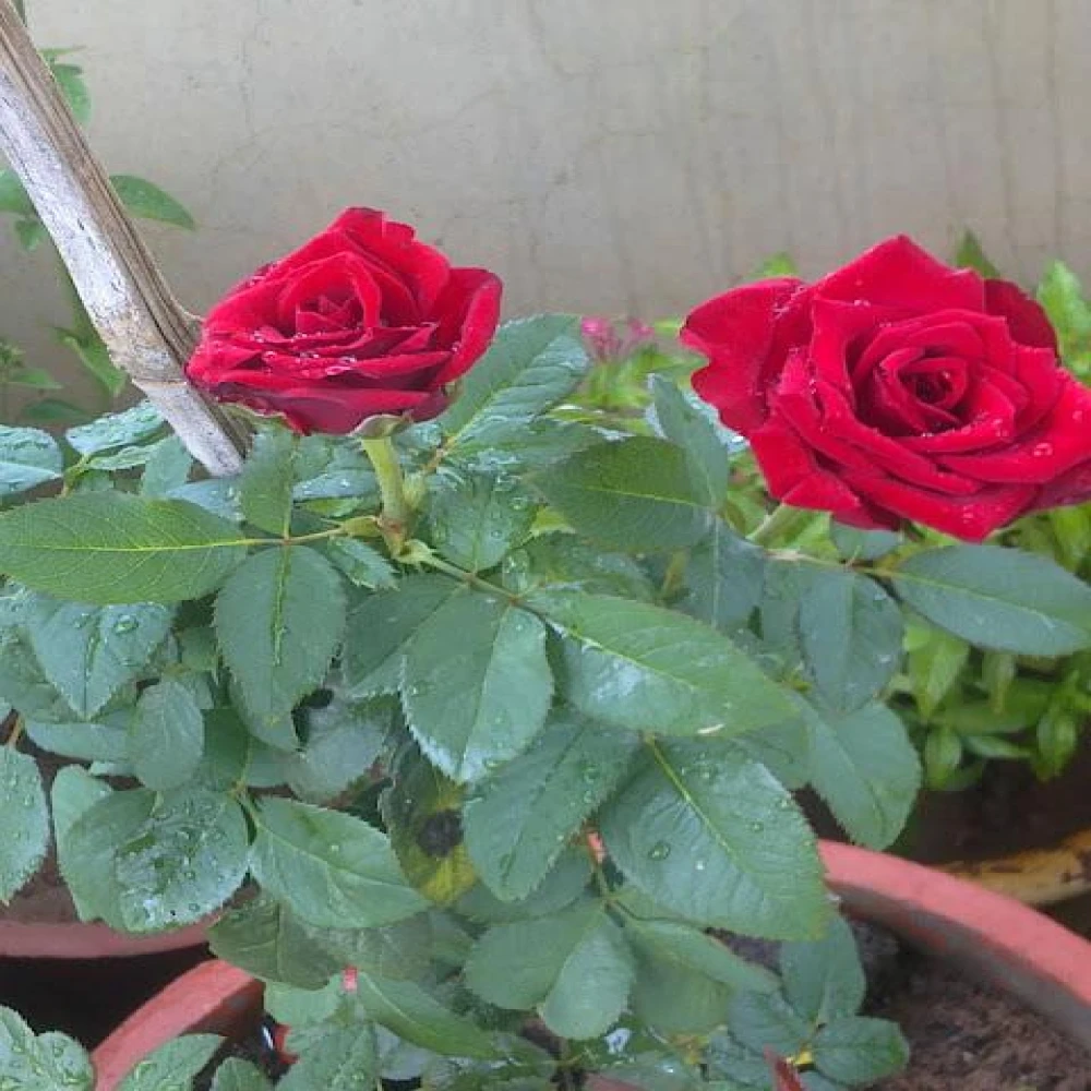 Tajmohol Tata Rose Plant