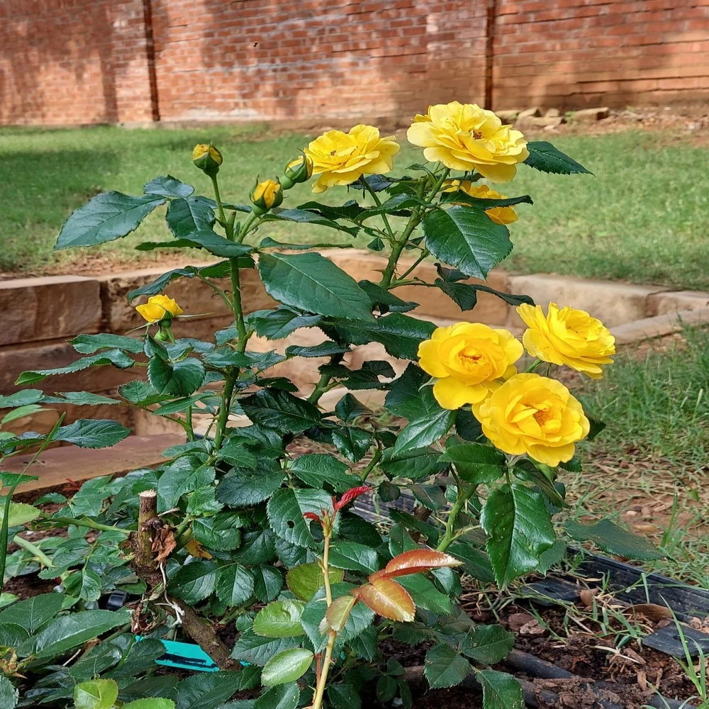 Yellow Rose Plant